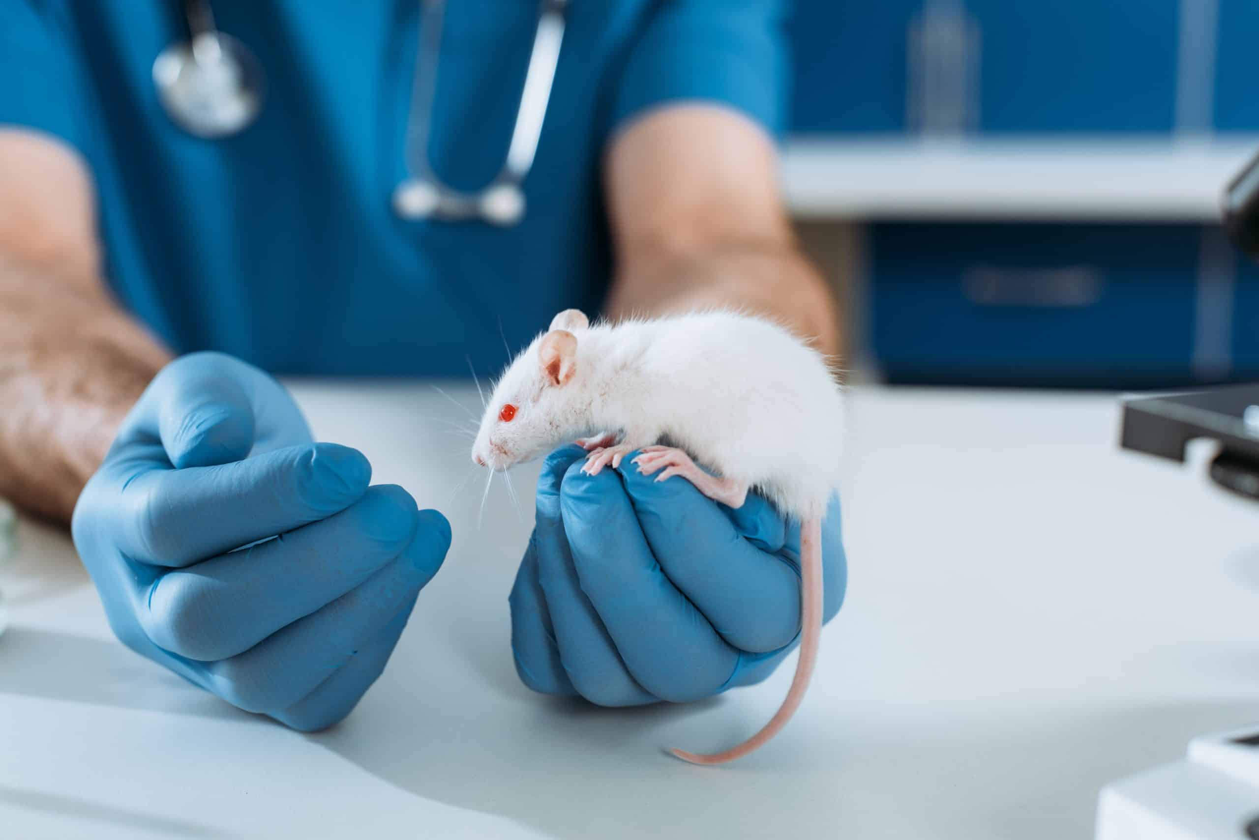 Photograph of a laboratory mouse in the hands of a technician. At Anilocus, we are a preclinical CNS disorders CRO that conducts in vivo safety and efficacy evaluations for drug discovery and pharmaceutical drug development. Learn more.
